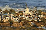 Elegant Tern